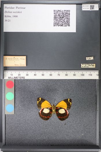 Media type: image;   Entomology 131728